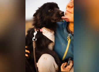 Bjorn ❤️ so kuschliger Spitz-Mix Rüde!