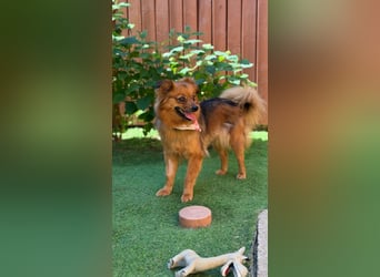 Tiffy sucht Für-Immer-Zuhause