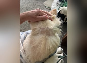Matti SR sucht sein Für-Immer-Zuhause❤️