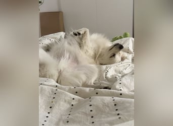 Jeremy SR-Sucht Für-Immer-Zuhause❤️