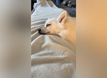 Jeremy SR-Sucht Für-Immer-Zuhause❤️
