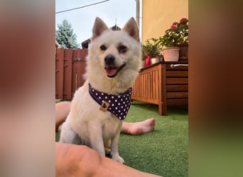 Matti SR sucht sein Für-Immer-Zuhause❤️