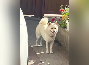Matti SR sucht sein Für-Immer-Zuhause❤️