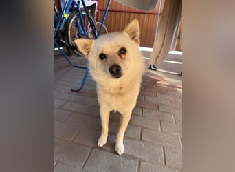 Matti SR sucht sein Für-Immer-Zuhause❤️