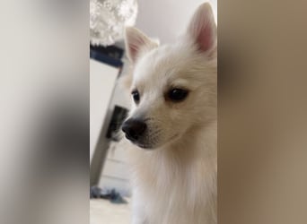 Jeremy SR-Sucht Für-Immer-Zuhause❤️