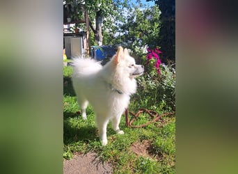 Deckrüde. Mitteispitz Weiß. Kein Verkauf!!