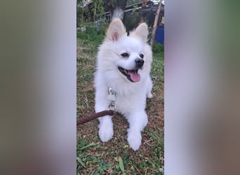 Deckrüde. Mitteispitz Weiß. Kein Verkauf!!