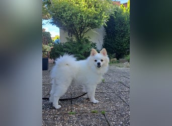 Deckrüde. Mitteispitz Weiß. Kein Verkauf!!