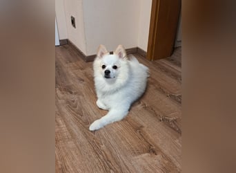 Deckrüde. Mitteispitz Weiß. Kein Verkauf!!