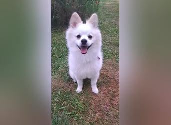 Deckrüde. Mitteispitz Weiß. Kein Verkauf!!