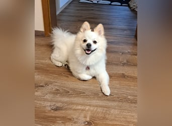 Deckrüde. Mitteispitz Weiß. Kein Verkauf!!