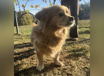 Willa die wundervolle braucht Liebe