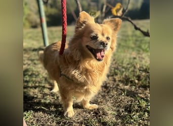 Willa die wundervolle braucht Liebe