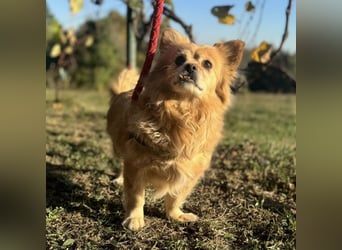 Willa die wundervolle braucht Liebe