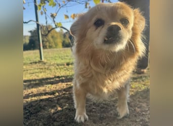 Willa die wundervolle braucht Liebe