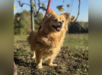 Willa die wundervolle braucht Liebe