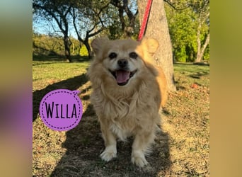 Willa die wundervolle braucht Liebe
