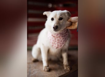 Marie ❤️ kuschlige, junge Spitz-Hündin!