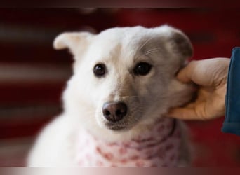 Marie ❤️ kuschlige, junge Spitz-Hündin!