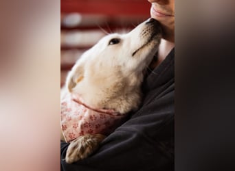 Marie ❤️ kuschlige, junge Spitz-Hündin!