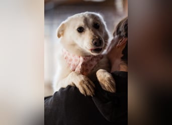 Marie ❤️ kuschlige, junge Spitz-Hündin!