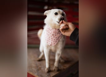 Marie ❤️ kuschlige, junge Spitz-Hündin!