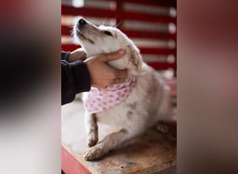 Marie ❤️ kuschlige, junge Spitz-Hündin!