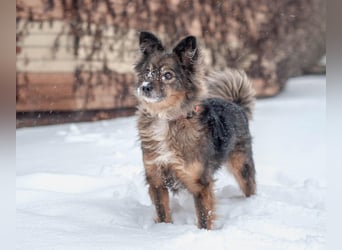 Süßer Keks Fantik (Ukraine)