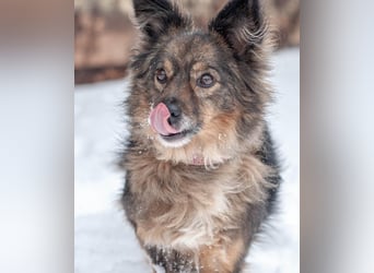 Süßer Keks Fantik (Ukraine)