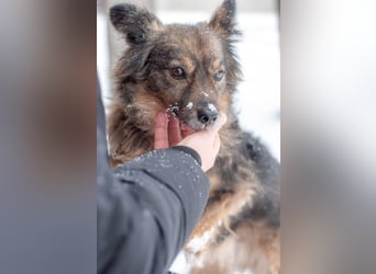 Süßer Keks Fantik (Ukraine)