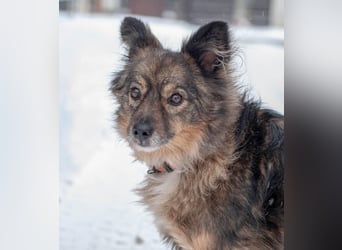 Süßer Keks Fantik (Ukraine)