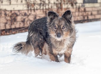 Süßer Keks Fantik (Ukraine)