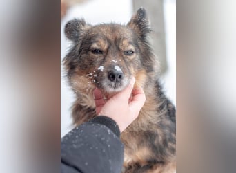 Süßer Keks Fantik (Ukraine)