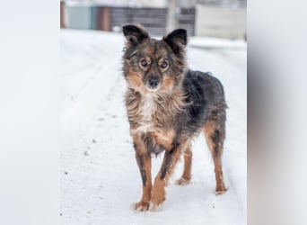 Süßer Keks Fantik (Ukraine)