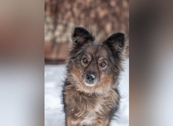 Süßer Keks Fantik (Ukraine)