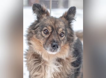 Süßer Keks Fantik (Ukraine)