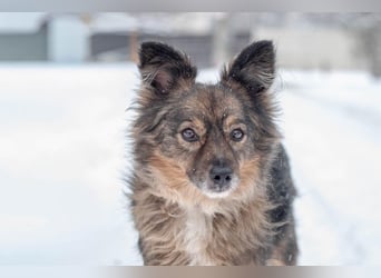 Süßer Keks Fantik (Ukraine)