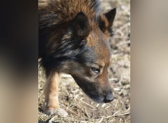 „Chuck“- Rüde, aufmerksam und lieb, sucht erfahrenes Einzel-Zuhause