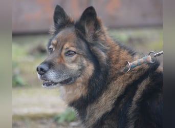 „Chuck“- Rüde, aufmerksam und lieb, sucht erfahrenes Einzel-Zuhause