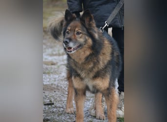 „Chuck“- Rüde, aufmerksam und lieb, sucht erfahrenes Einzel-Zuhause