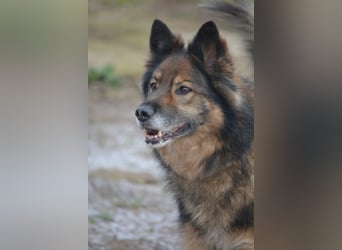 „Chuck“- Rüde, aufmerksam und lieb, sucht erfahrenes Einzel-Zuhause