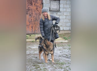 „Chuck“- Rüde, aufmerksam und lieb, sucht erfahrenes Einzel-Zuhause