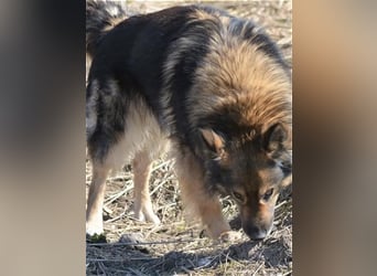 „Chuck“- Rüde, aufmerksam und lieb, sucht erfahrenes Einzel-Zuhause