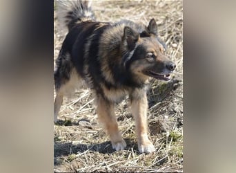 „Chuck“- Rüde, aufmerksam und lieb, sucht erfahrenes Einzel-Zuhause