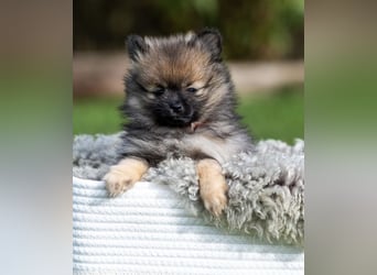 Kleinspitz-Hündin Dreamy – Orange Sable – VDH/FCI-Zucht