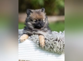 Kleinspitz-Hündin Dreamy – Orange Sable – VDH/FCI-Zucht