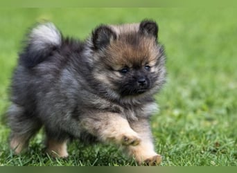 Kleinspitz-Hündin Dreamy – Orange Sable – VDH/FCI-Zucht