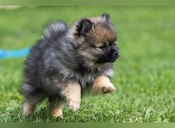 Kleinspitz-Hündin Dreamy – Orange Sable – VDH/FCI-Zucht