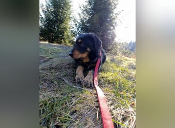 Emma  - Jagdterrier