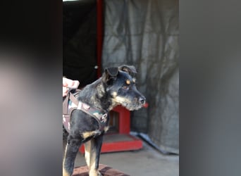 Kleiner Held Batman sucht sein Körbchen